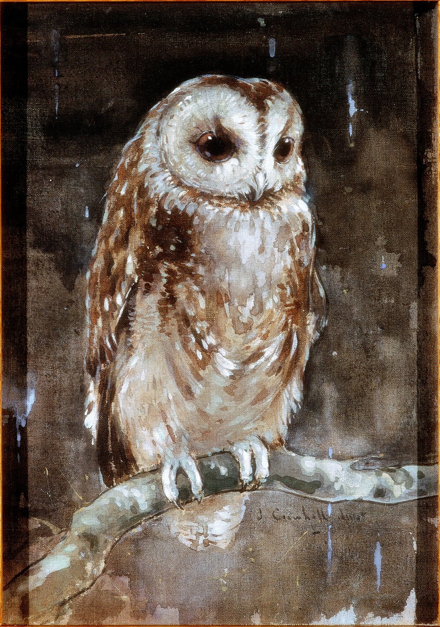 Tawny Owl (testszín és akvarell textilre (barna holland) alkotó: Joseph Crawhall