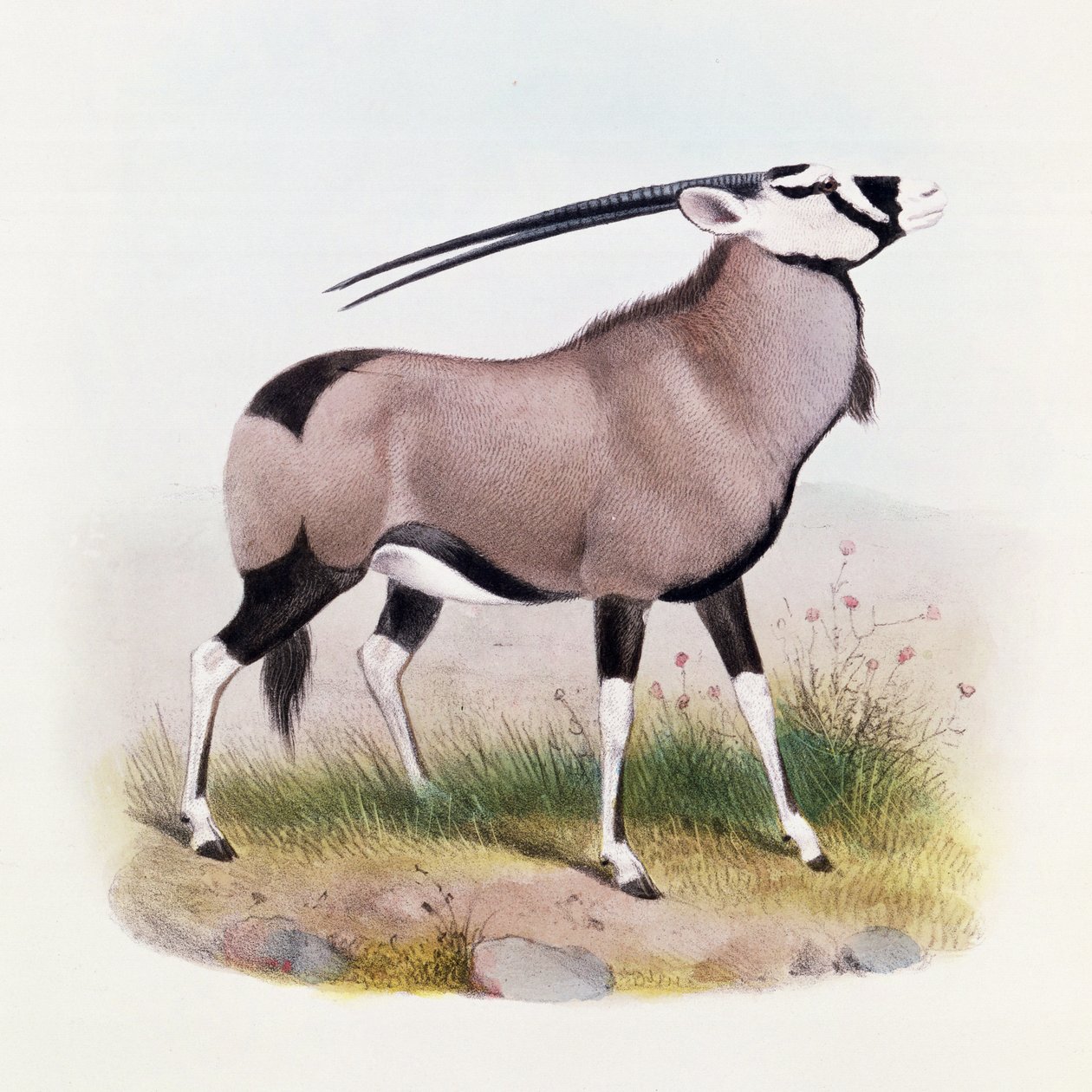 A Gemsbok, az "Antilopok könyvéből", alkotó: Joseph Smit