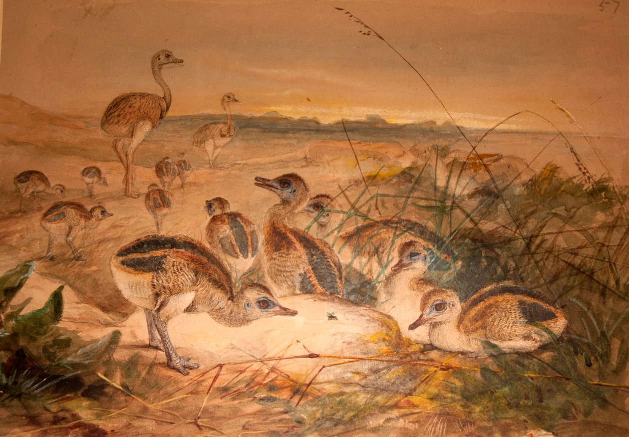 Amerikai Rheas (Rhea americana), 1851-76 körül alkotó: Joseph Wolf