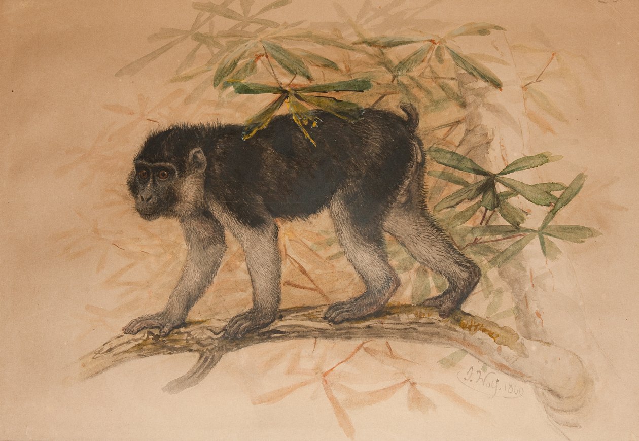 Hamufekete makákó (Macacus ocreatus), 1869 alkotó: Joseph Wolf