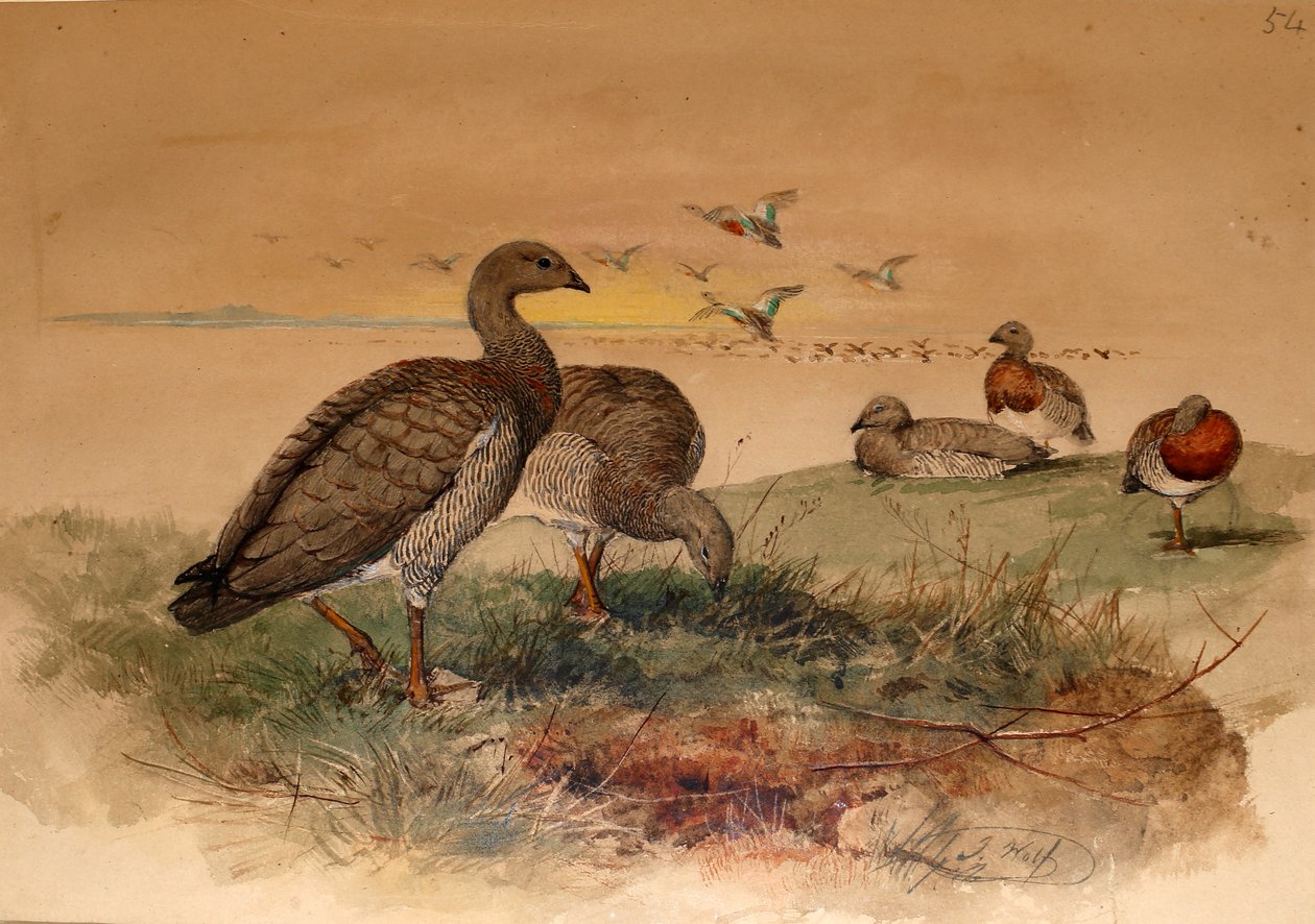 hamvasfejű liba (Chloephaga poliocephala), 1852-54 alkotó: Joseph Wolf