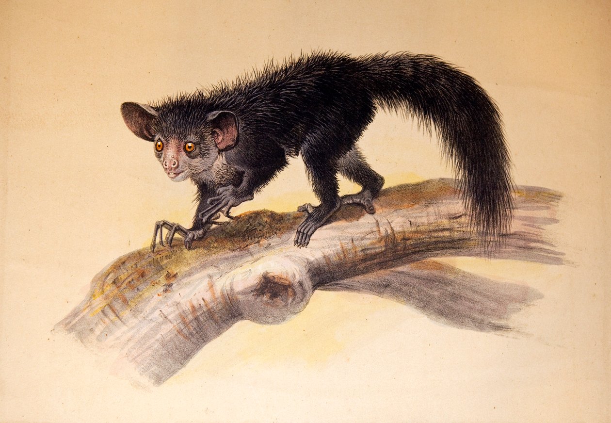 A-A, 1861 alkotó: Joseph Wolf