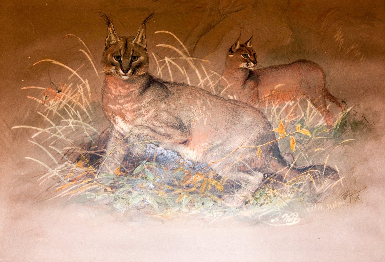 Caracal, 1851-69 alkotó: Joseph Wolf