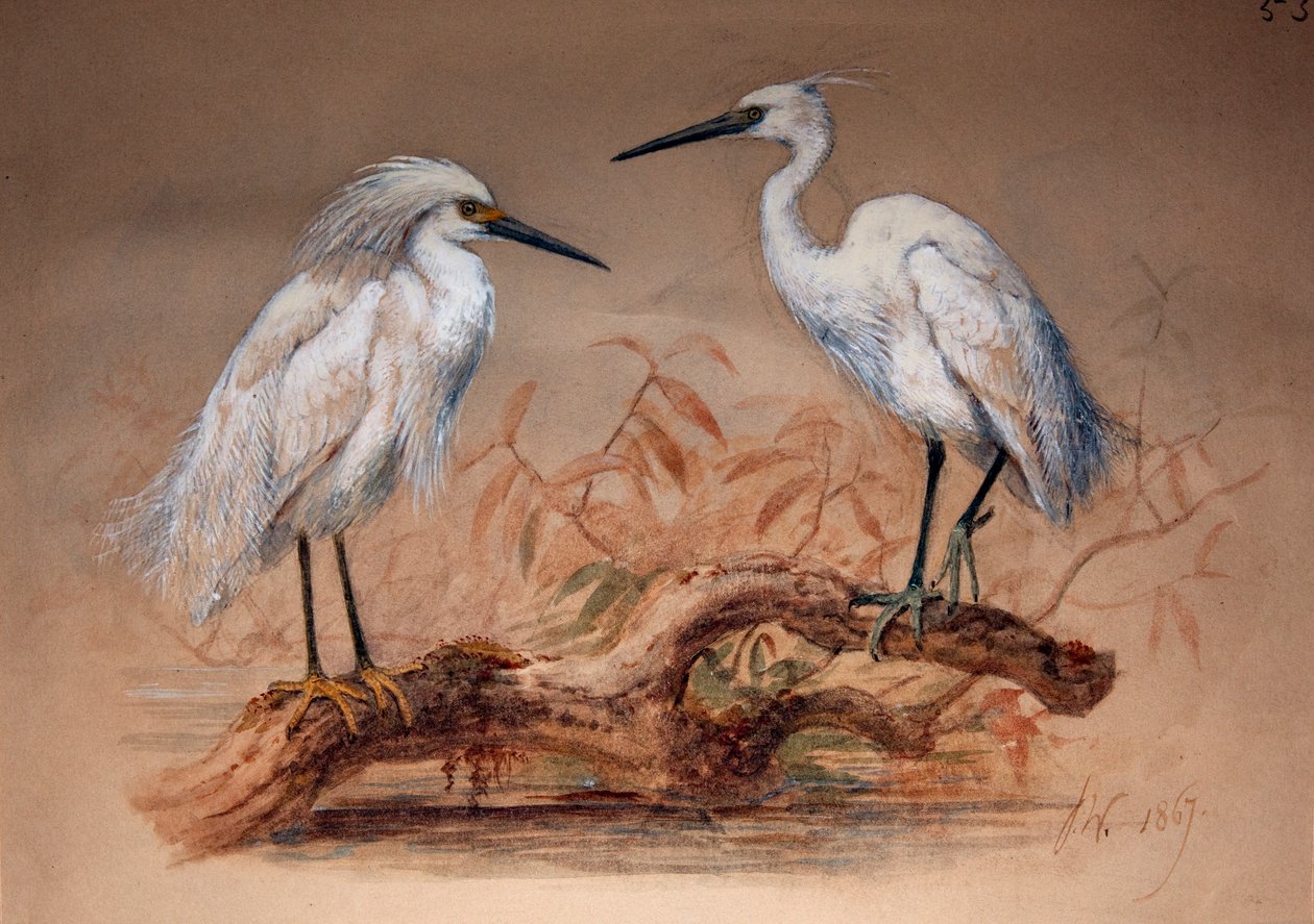 Kócsagok (Ardea candidissima: Arda garzetta), 1867 (wc és ceruza papíron) alkotó: Joseph Wolf
