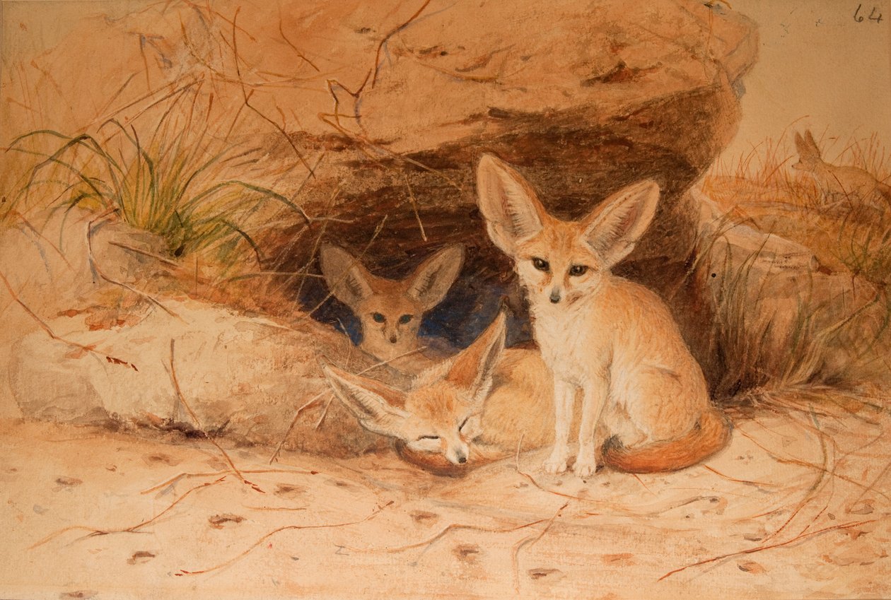 Fennec róka - Canis cerdo alkotó: Joseph Wolf