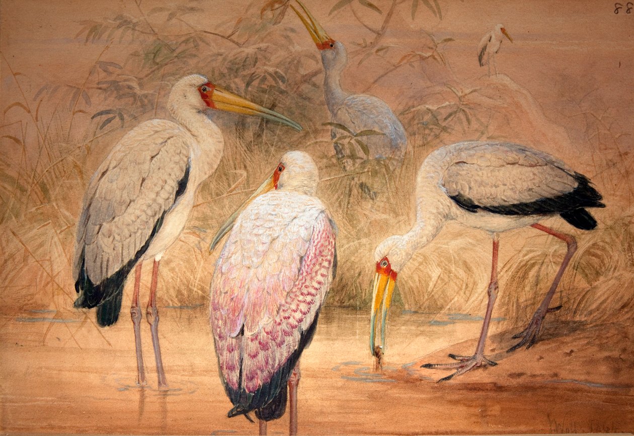 Indiai Tantalus, 1856-67 (wc és ceruza, papír) alkotó: Joseph Wolf