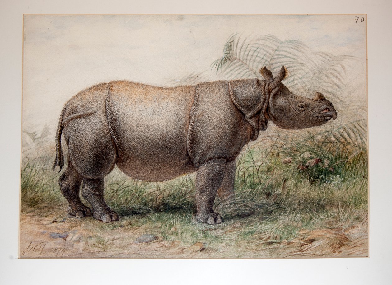 Jávai orrszarvú, 1874 alkotó: Joseph Wolf