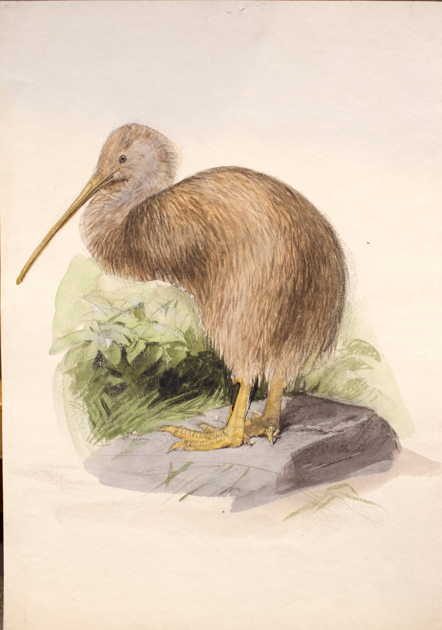 Kiwi, 1850 körül alkotó: Joseph Wolf