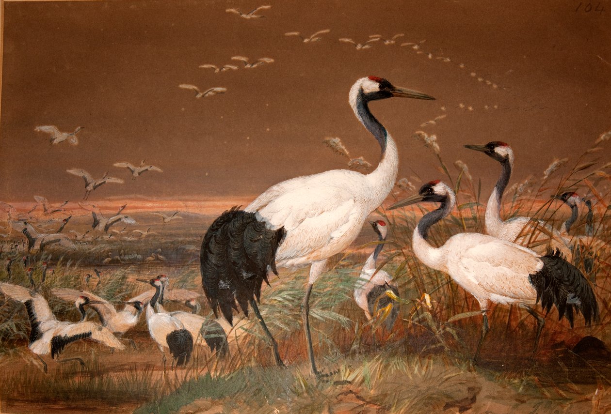 Mandzsúriai daru (Grus viridirostris), 1851-76 körül (wc és ceruza papíron) alkotó: Joseph Wolf