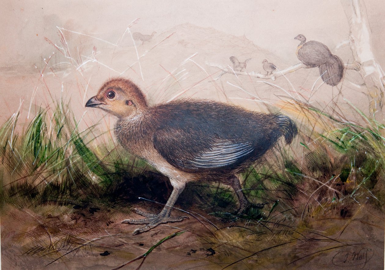 Megapodes, 1850 körül alkotó: Joseph Wolf