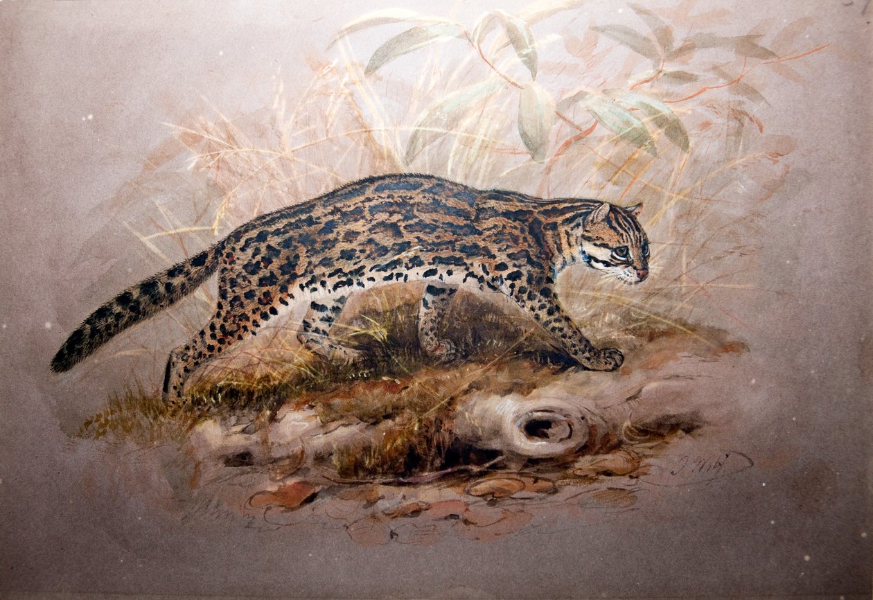 Ocelot, 1851-52 alkotó: Joseph Wolf
