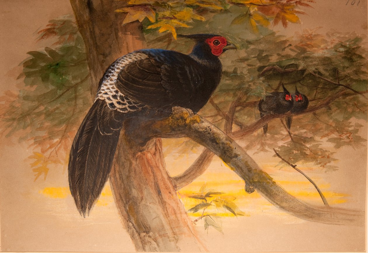 Purple Kaleege (Euplocamus horsfieldi), 1851-76 körül (wc és ceruza papíron) alkotó: Joseph Wolf