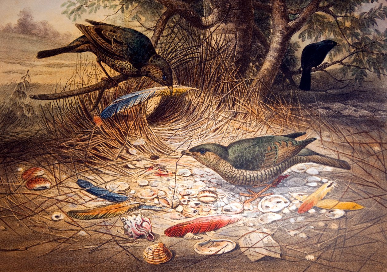 Szatén Bowerbird, 1861 alkotó: Joseph Wolf