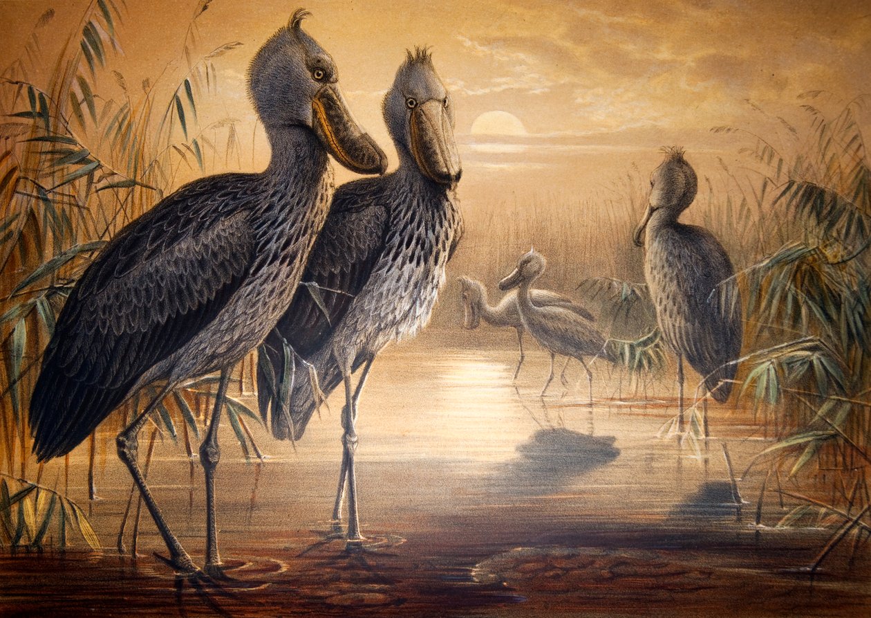 Cipőcsőrű gólya, 1861 alkotó: Joseph Wolf