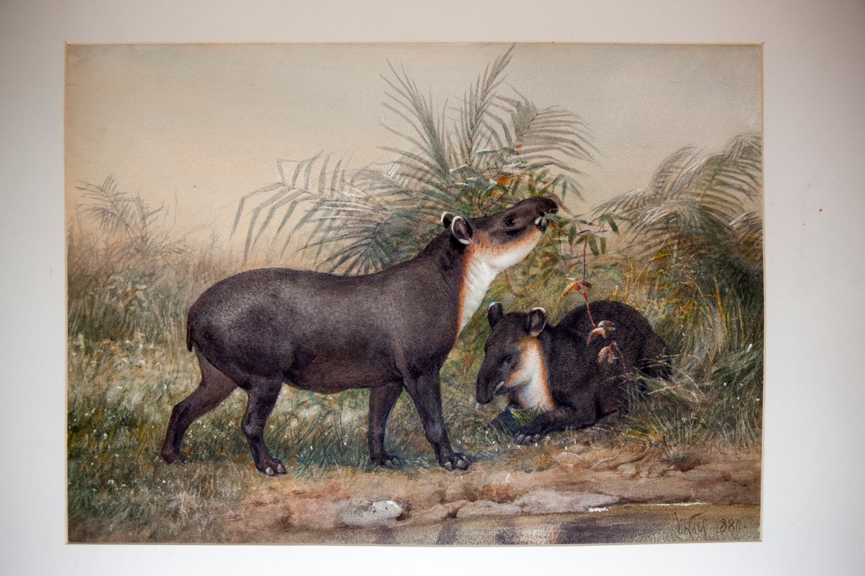 Tapir, 1880 alkotó: Joseph Wolf