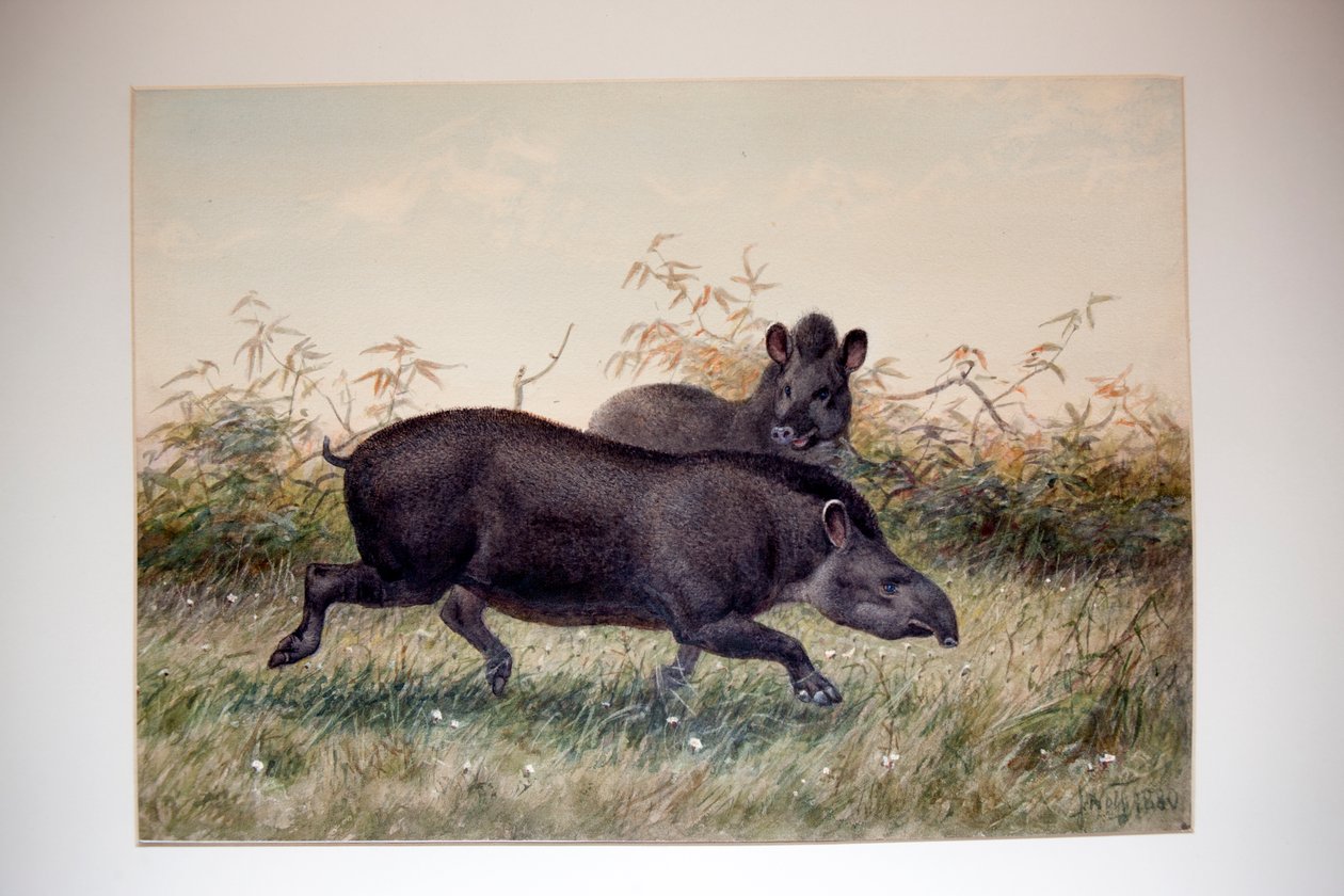 Tapir, 1880 alkotó: Joseph Wolf