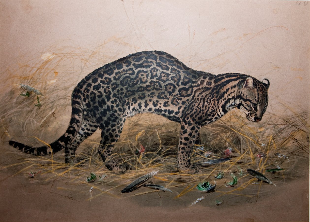 A festett ocelot (Felis picta), 1850 körül alkotó: Joseph Wolf