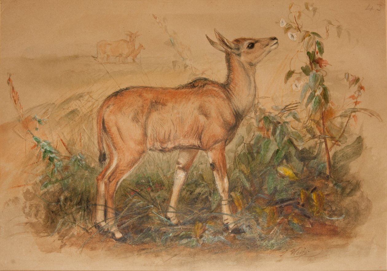 Fiatal Eland alkotó: Joseph Wolf