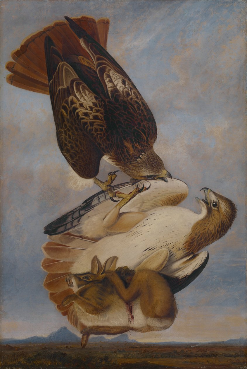Red Tailed Hawk alkotó: Joseph Bartholomew Kidd