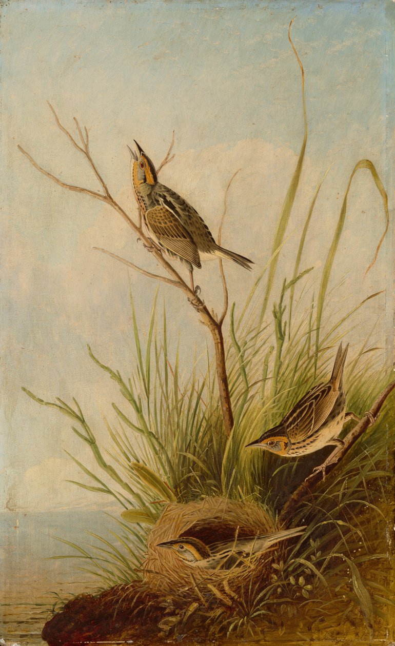 Élesfarkú pinty, 18311833. alkotó: Joseph Bartholomew Kidd