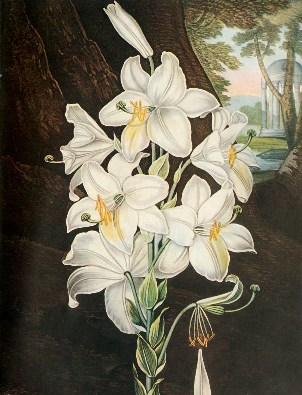 A fehér liliom, 1800, 1948. alkotó: Joseph Constantine Stadler