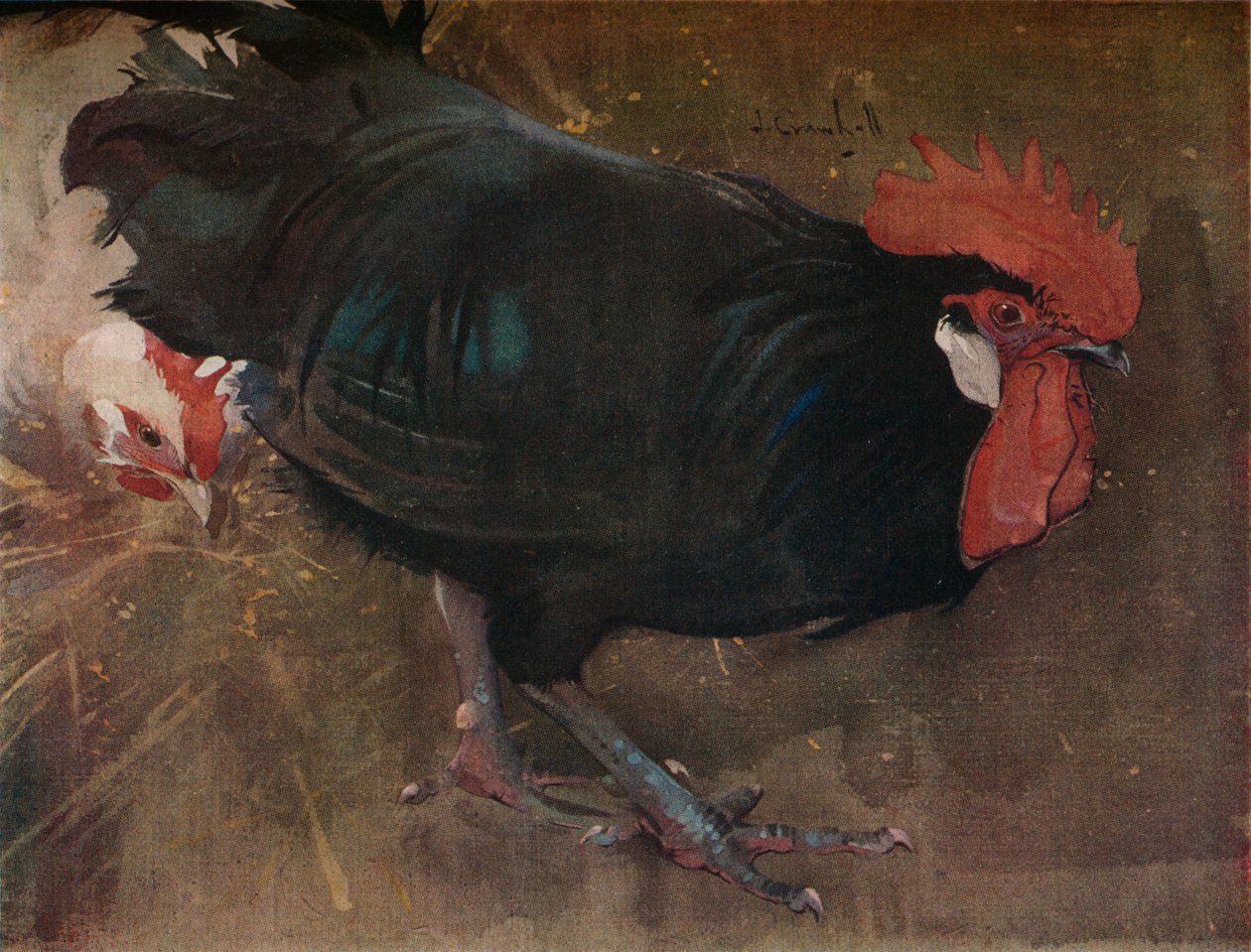 A fekete kakas, 1894 alkotó: Joseph Crawhall