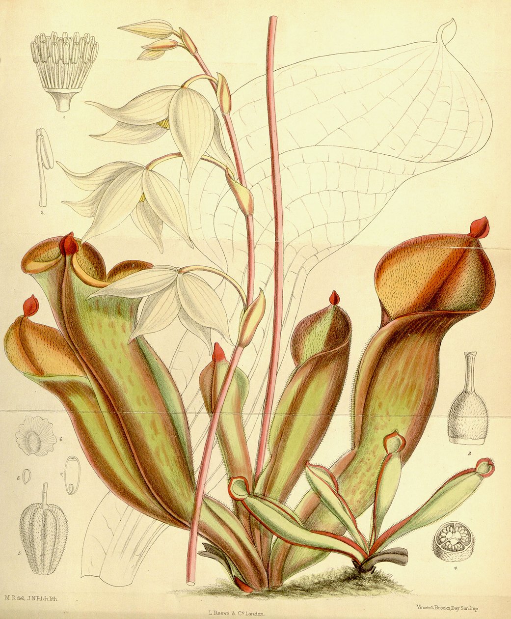 Heliamphora nutans. 1890 alkotó: Joseph Dalton Hooker
