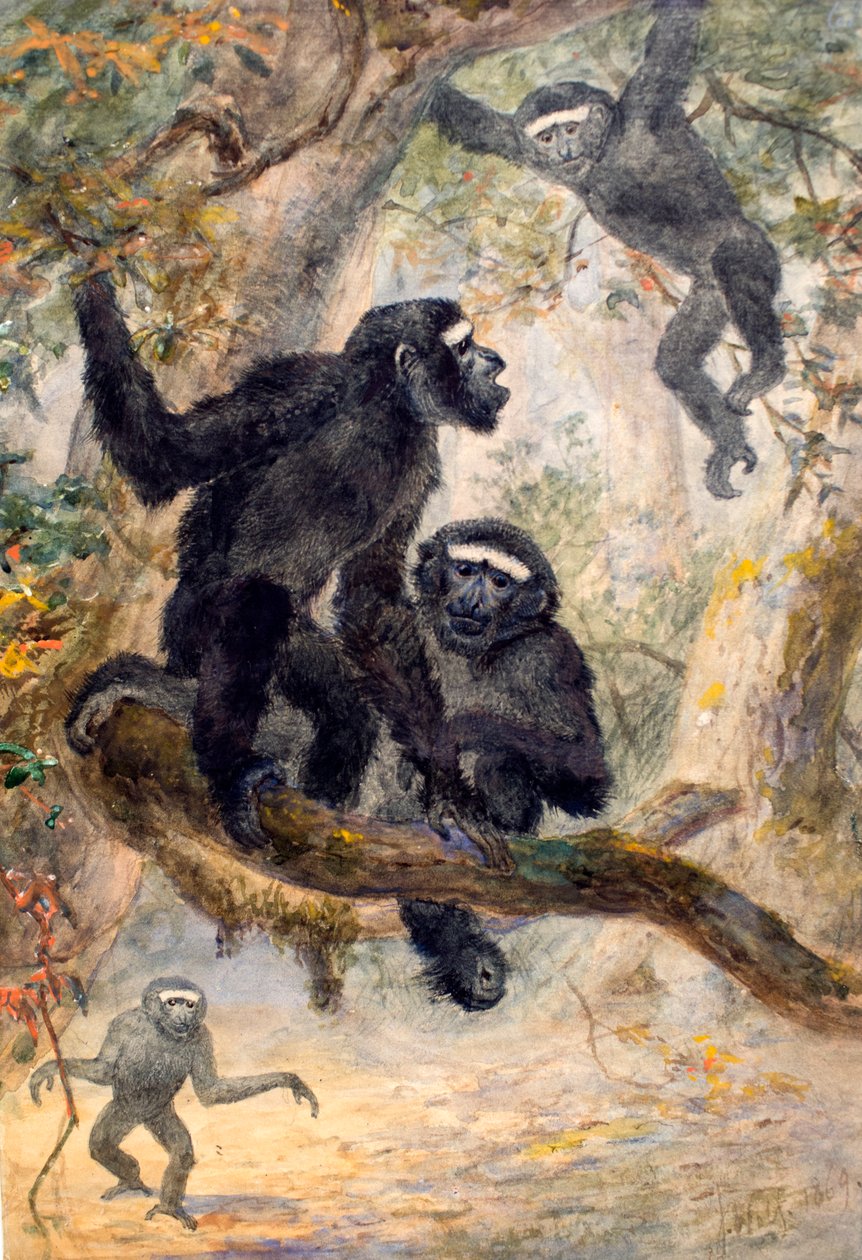 Hoolocks Gibbon, 1869 alkotó: Joseph Wolf