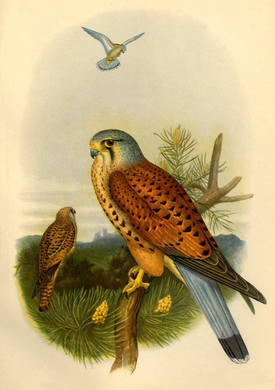 „Kestrel”, 1862, 1942. alkotó: Joseph Wolf