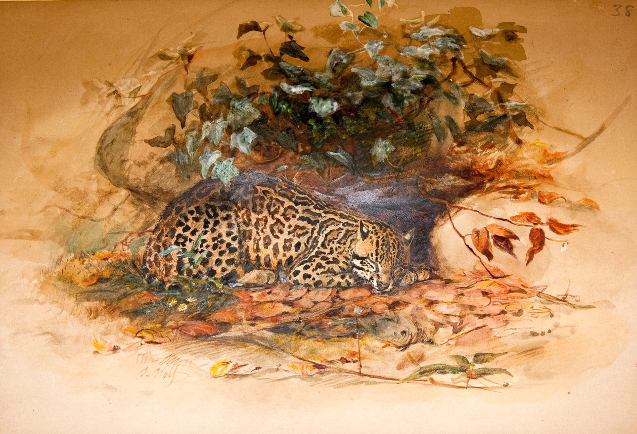 Párducmacska alkotó: Joseph Wolf