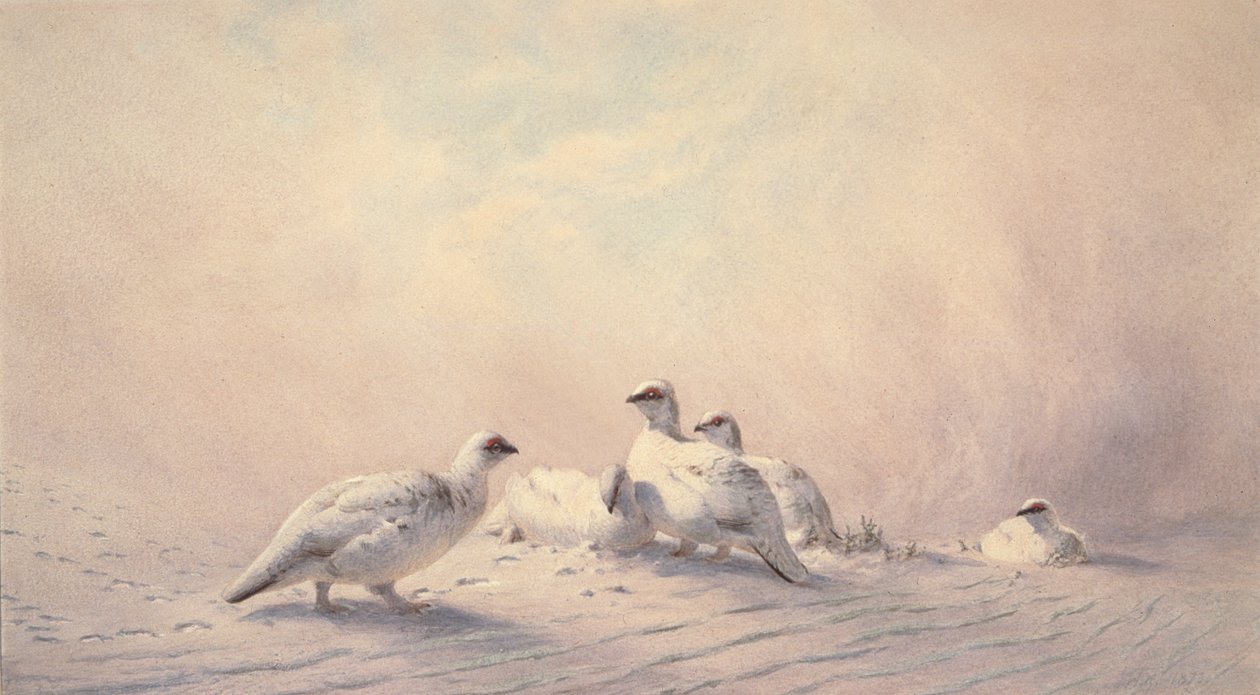 Ptarmigan, tél, 1873 (wc) alkotó: Joseph Wolf