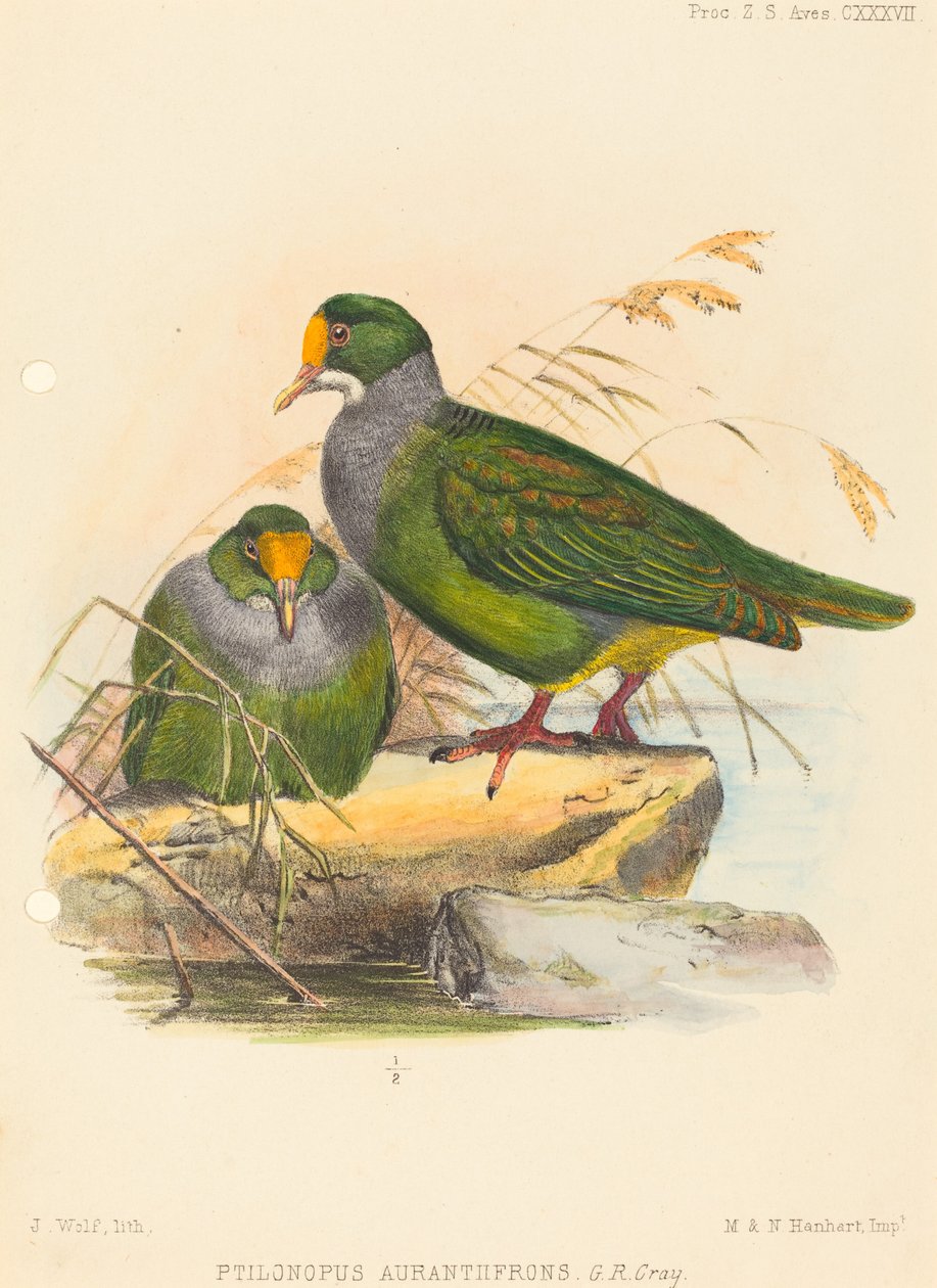 Két madár (Ptilonopus Auranthfrons) alkotó: Joseph Wolf