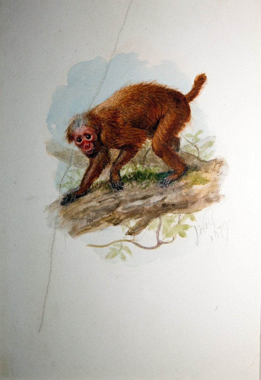 Uacari, 1850 körül alkotó: Joseph Wolf