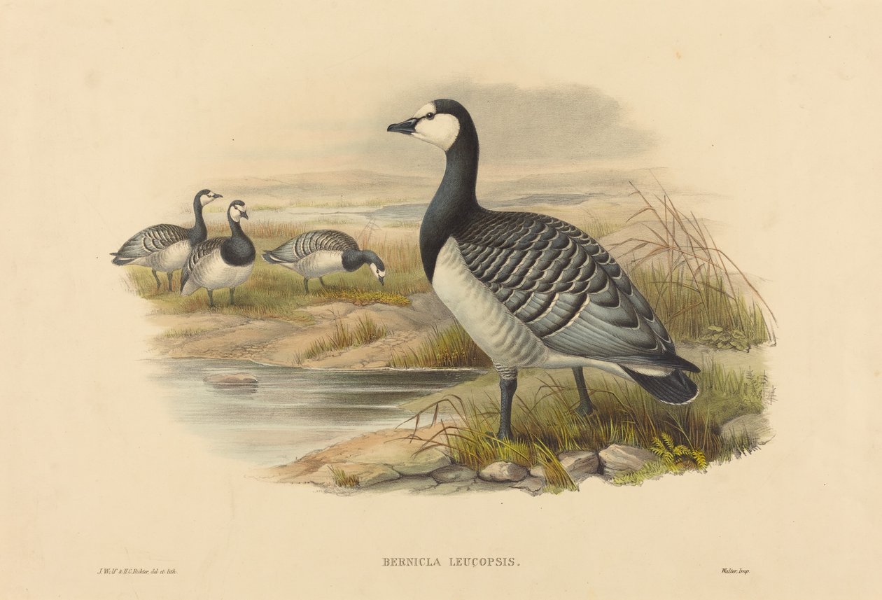 Barnacle Goose (Bernicla Leucopsis) alkotó: Joseph Wolf and H.C. Richter