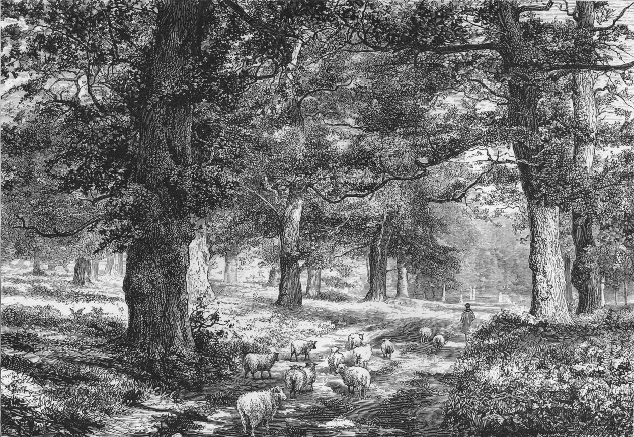 Sherwood Forestben, 1875. alkotó: Josiah Wood Whymper