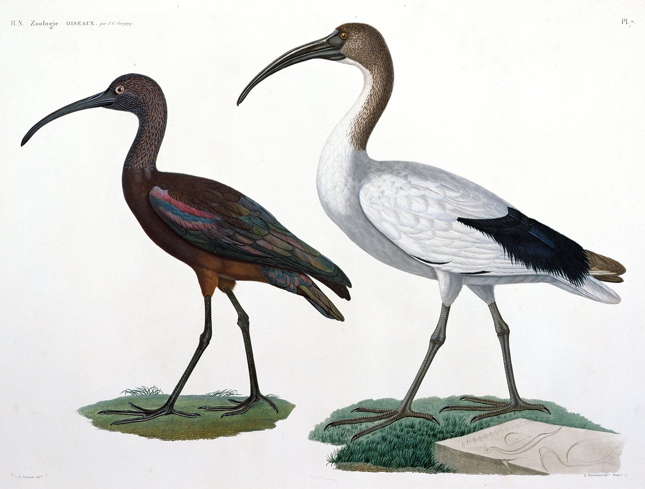 Ibises, a „Description de l