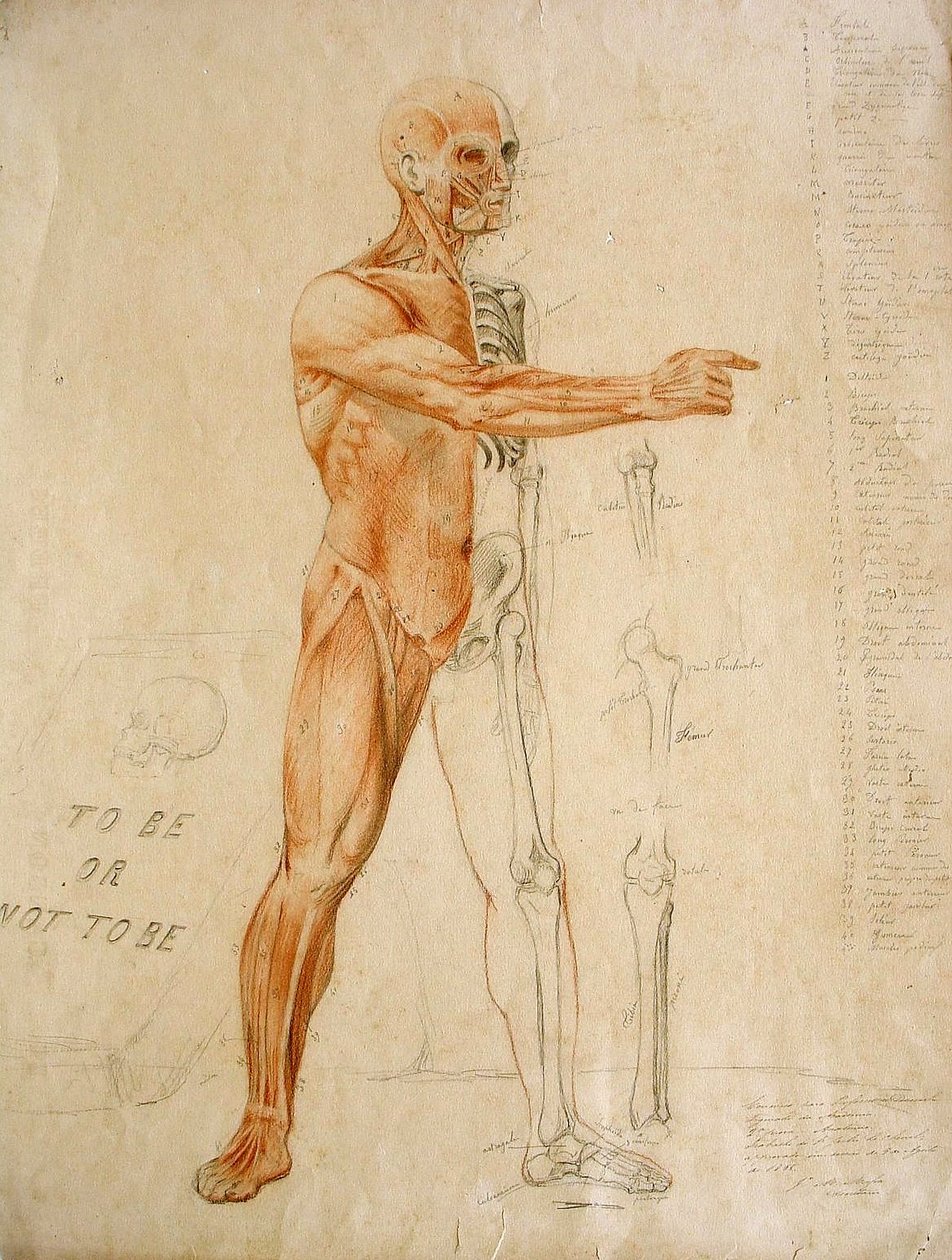 anatómiai rajz alkotó: Jules Le Chevrel
