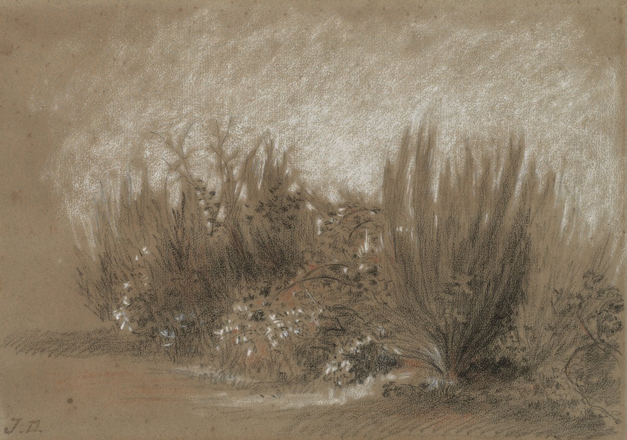 Genets et Ronces (Broom and Brambles) alkotó: Jules Dupré
