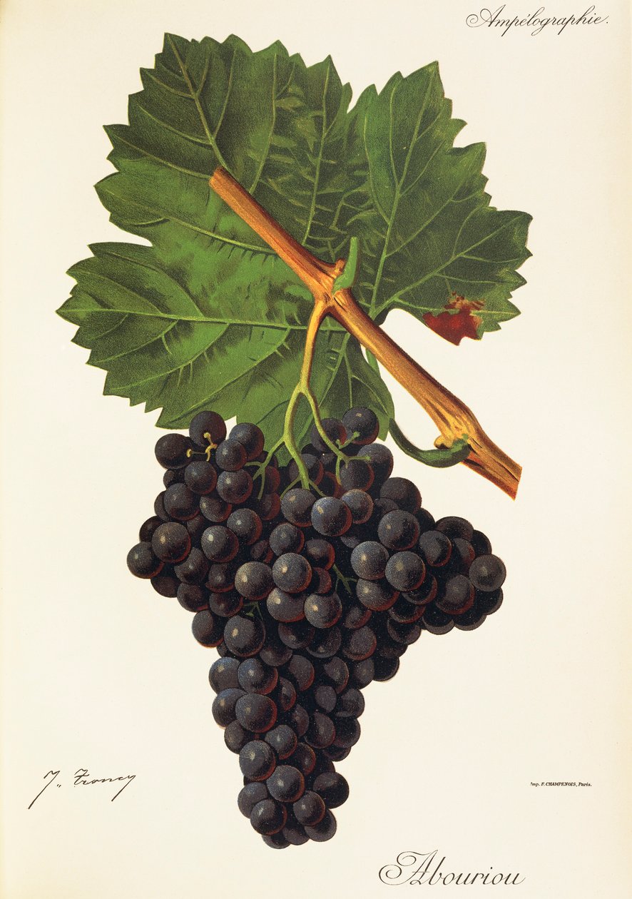 Albourion szőlő, J. Troncy alkotó: Jules Troncy