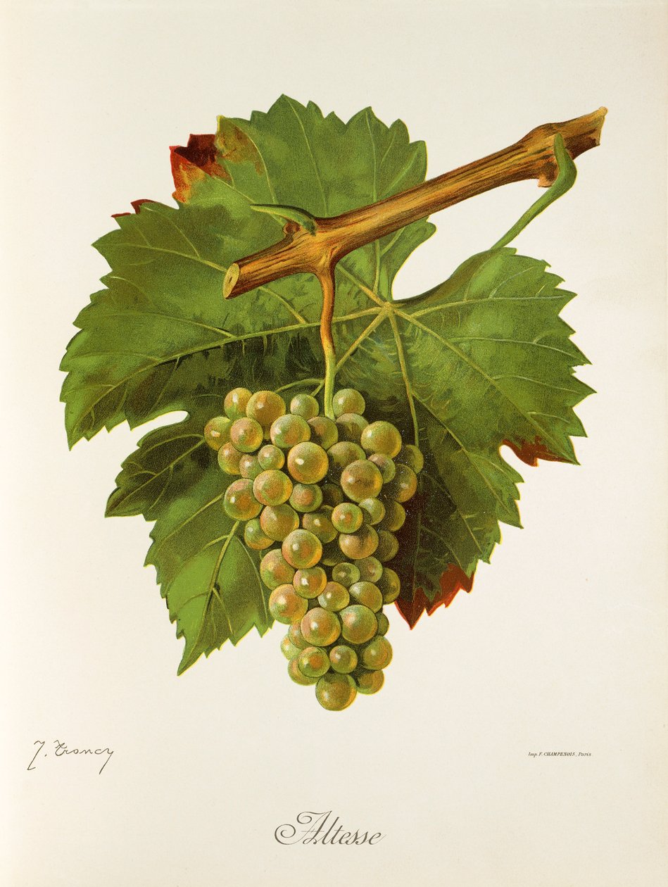 Altesse szőlő, J. Troncy alkotó: Jules Troncy