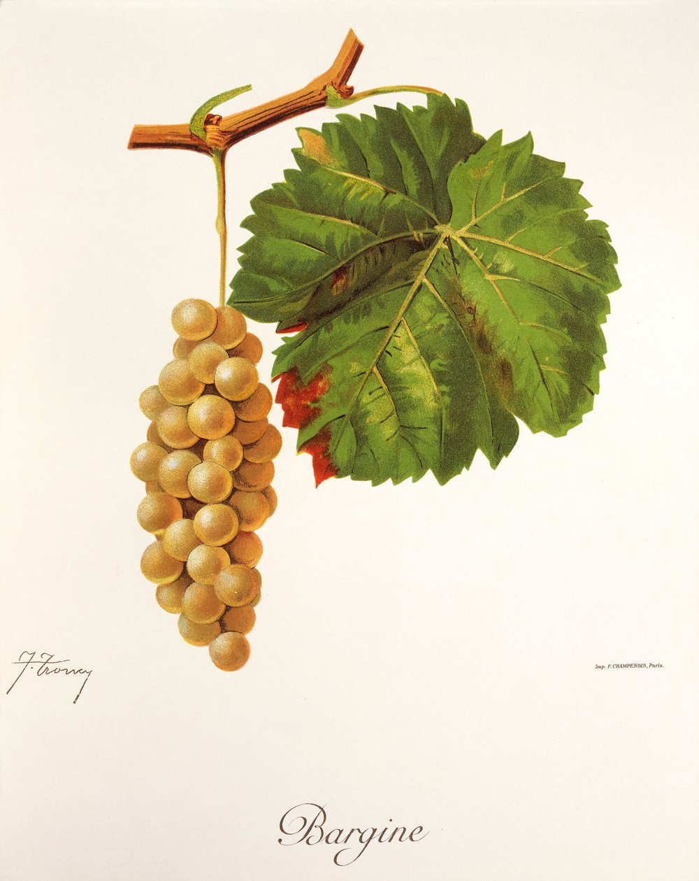 Bargine szőlő, J. Troncy alkotó: Jules Troncy