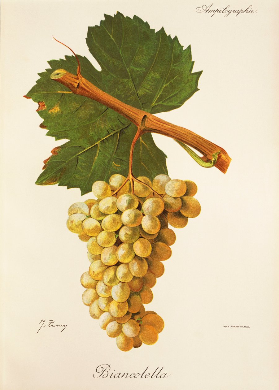 Biancolella szőlő, J. Troncy alkotó: Jules Troncy