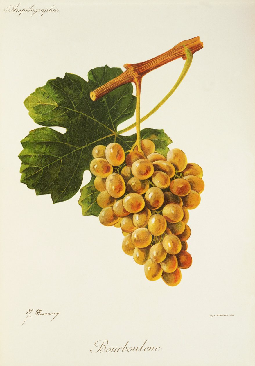 Bourboulenc szőlő, J. Troncy alkotó: Jules Troncy
