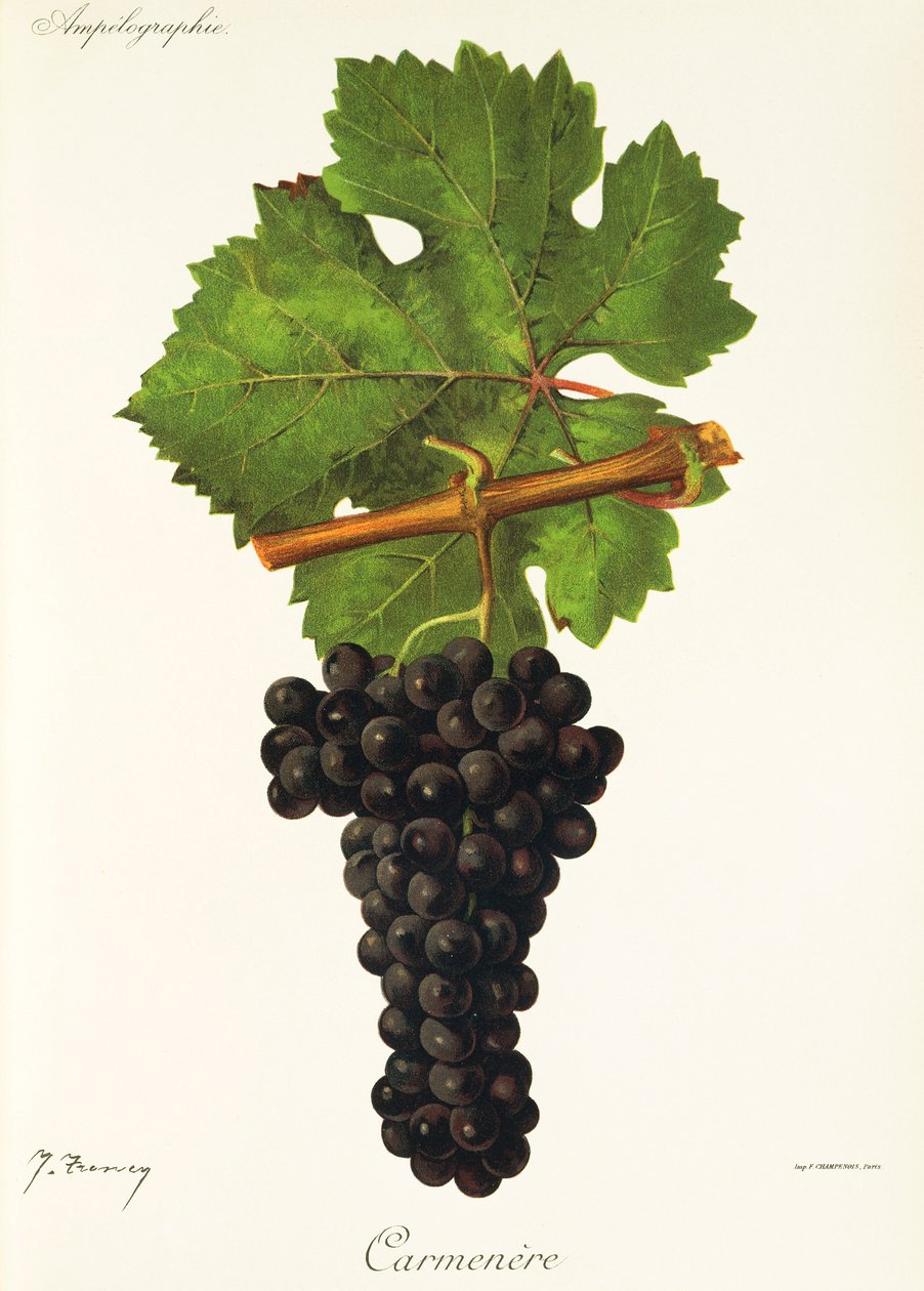 Carmenere szőlő, J. Troncy alkotó: Jules Troncy
