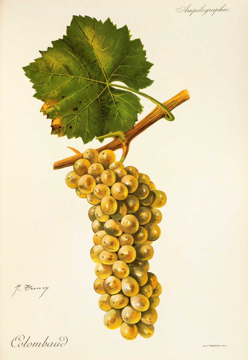 Colombaud szőlő, J. Troncy alkotó: Jules Troncy
