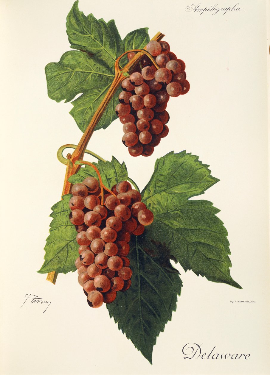 Delaware grape by J. Troncy   1414508   hu       hungarian Successfully Translated  Original: The Blue Tit on White, 2022 Translat: The Blue Tit on White, 2022 1421642 hu hungarian Successfully Translated Original: The Rose Garden, Rosneath House (colour l alkotó: Jules Troncy