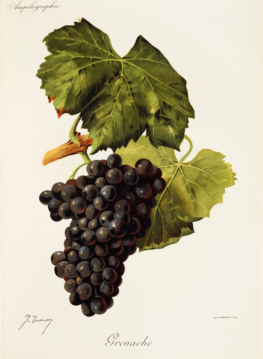 Grenache szőlő, J. Troncy alkotó: Jules Troncy