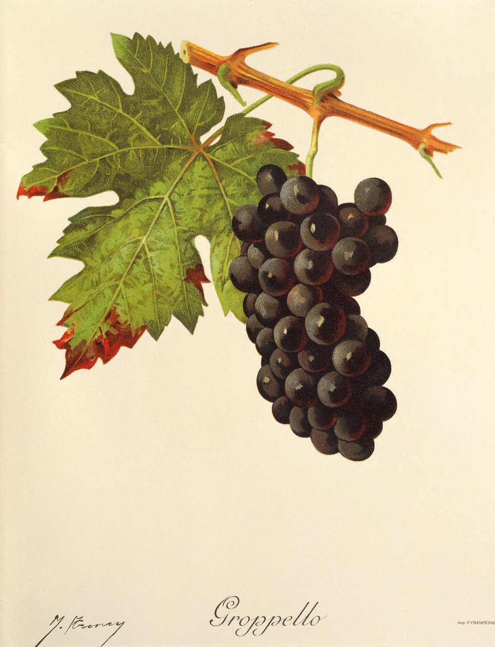 Groppello szőlő, J. Troncy alkotó: Jules Troncy