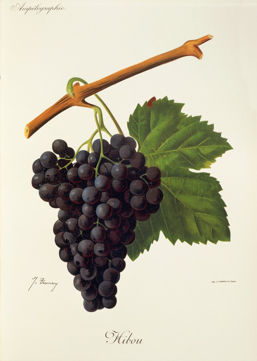 Bagolyszőlő, J. Troncy alkotó: Jules Troncy