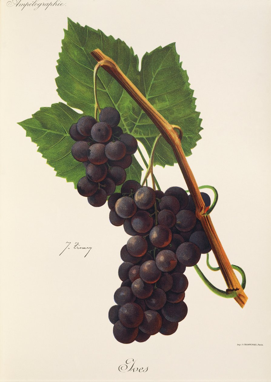 Ives szőlő, J. Troncy alkotó: Jules Troncy